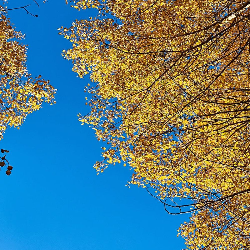 Glezna baltā rāmī - The Tops Of Trees In Autumn 