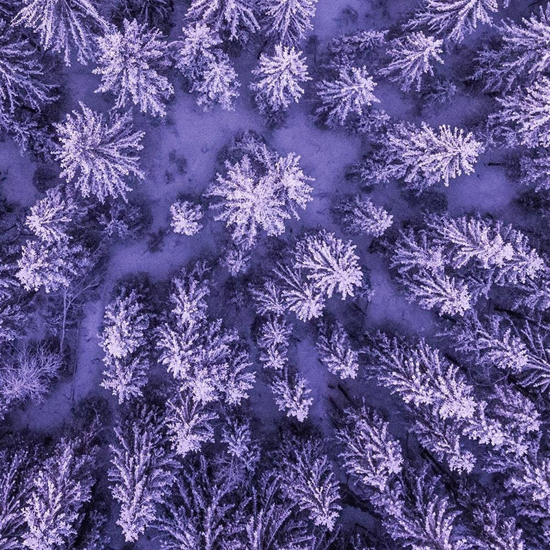 Glezna baltā rāmī - Purple Forest 