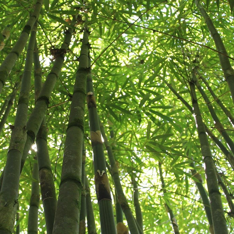 Glezna baltā rāmī - The Tips Of Bamboo 