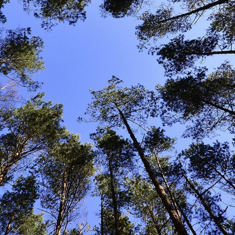 Glezna baltā rāmī - The Tips Of The Pines 