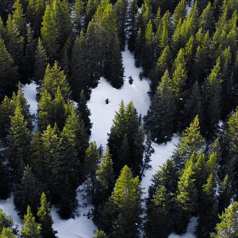 Glezna baltā rāmī - Forest In Snow 