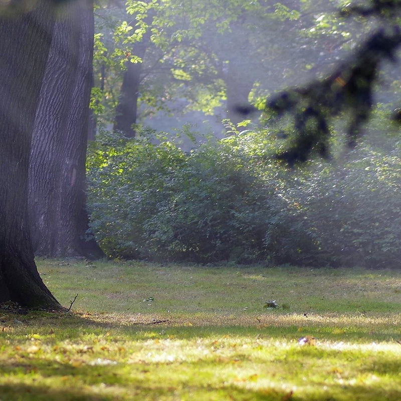 Glezna baltā rāmī - Trees In The Park 