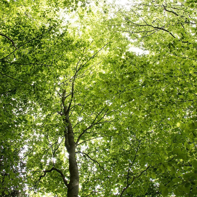 Glezna baltā rāmī - The Tops Of Green Trees 