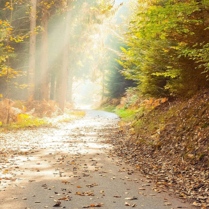 Glezna baltā rāmī - Forest Road In Autumn 