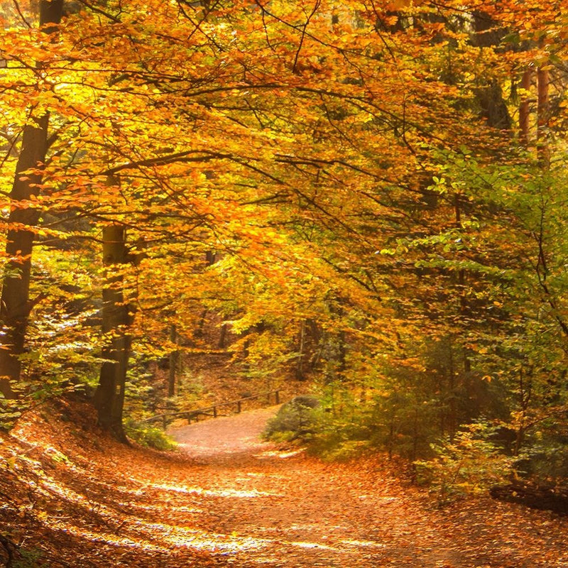 Glezna baltā rāmī - The Leaves On The Forest Road 