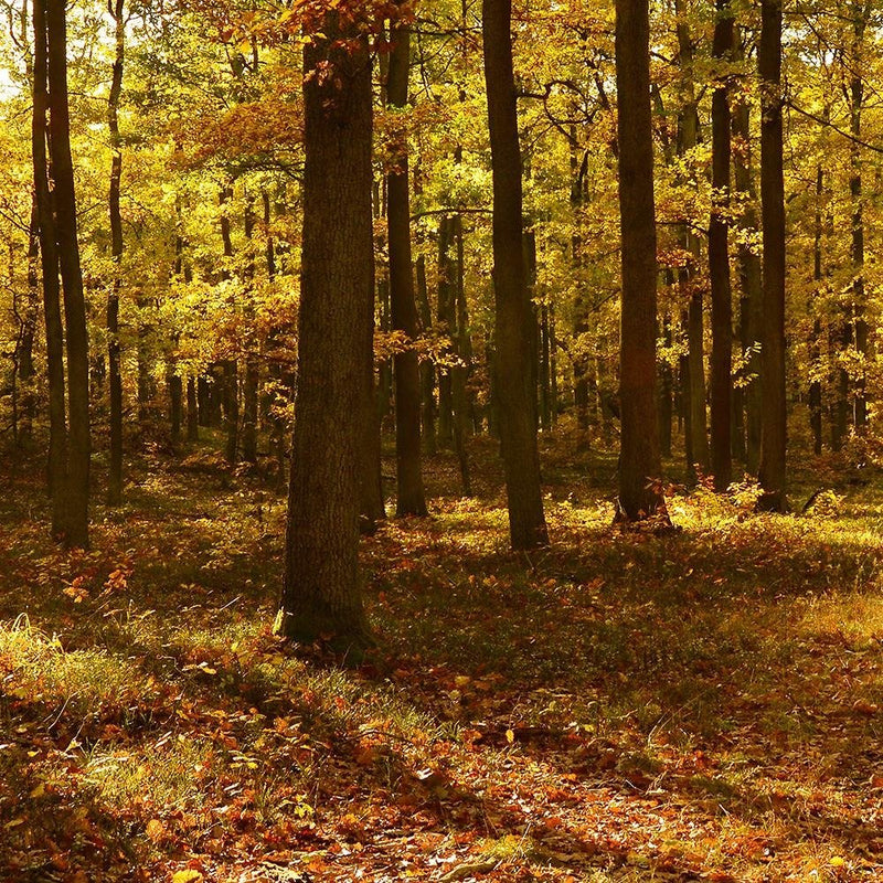 Glezna baltā rāmī - Autumn Sun Rays In The Forest 