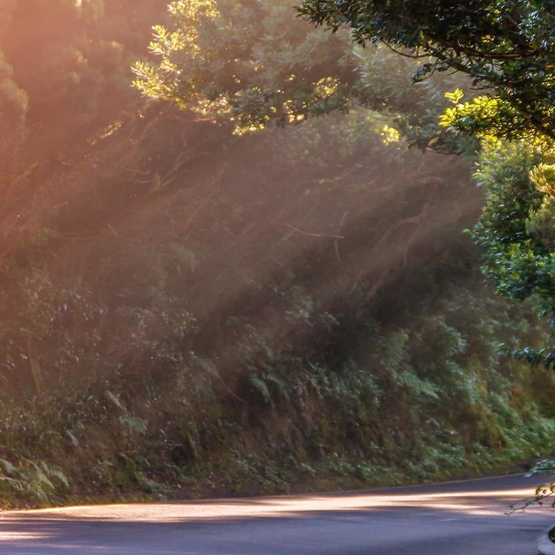 Glezna baltā rāmī - The Rays Of The Sun On The Forest Road 