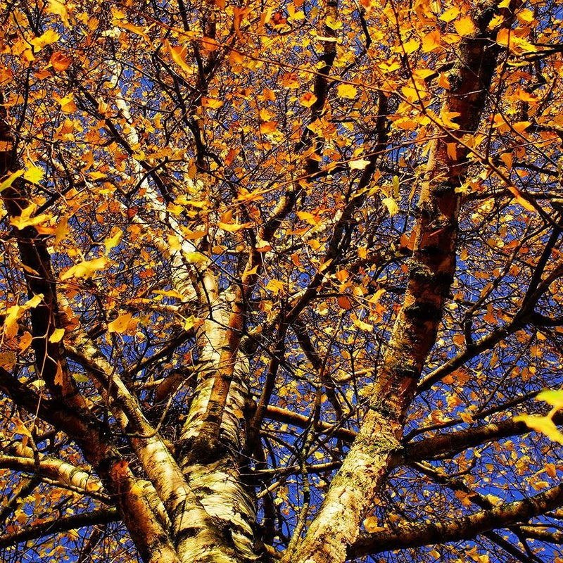 Glezna baltā rāmī - Colorful Leaves On A Tree 