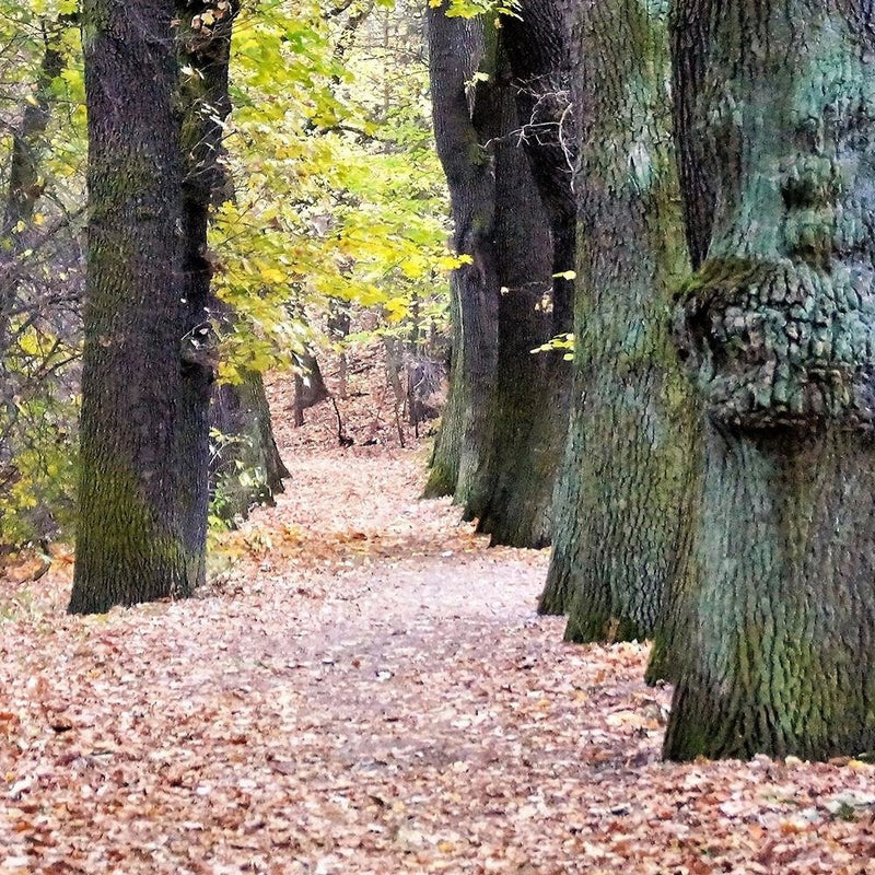 Glezna baltā rāmī - Road In The Park 