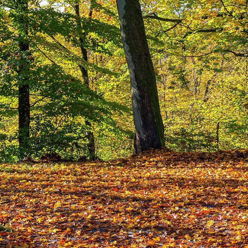 Glezna baltā rāmī - Autumn Leaves In The Park 