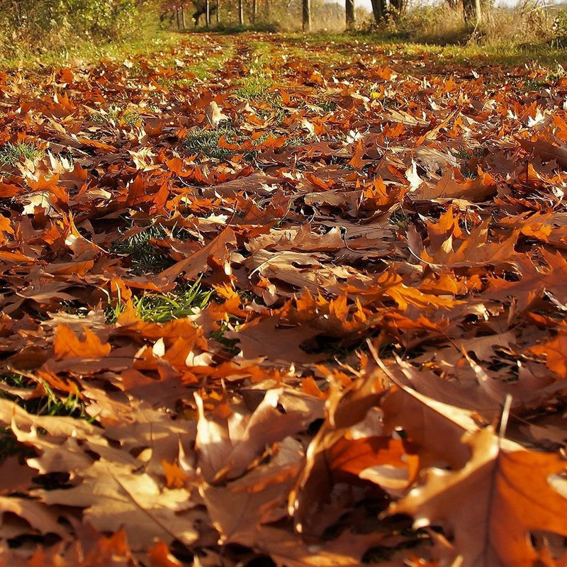 Glezna baltā rāmī - Autumn Leaves On The Forest Road 