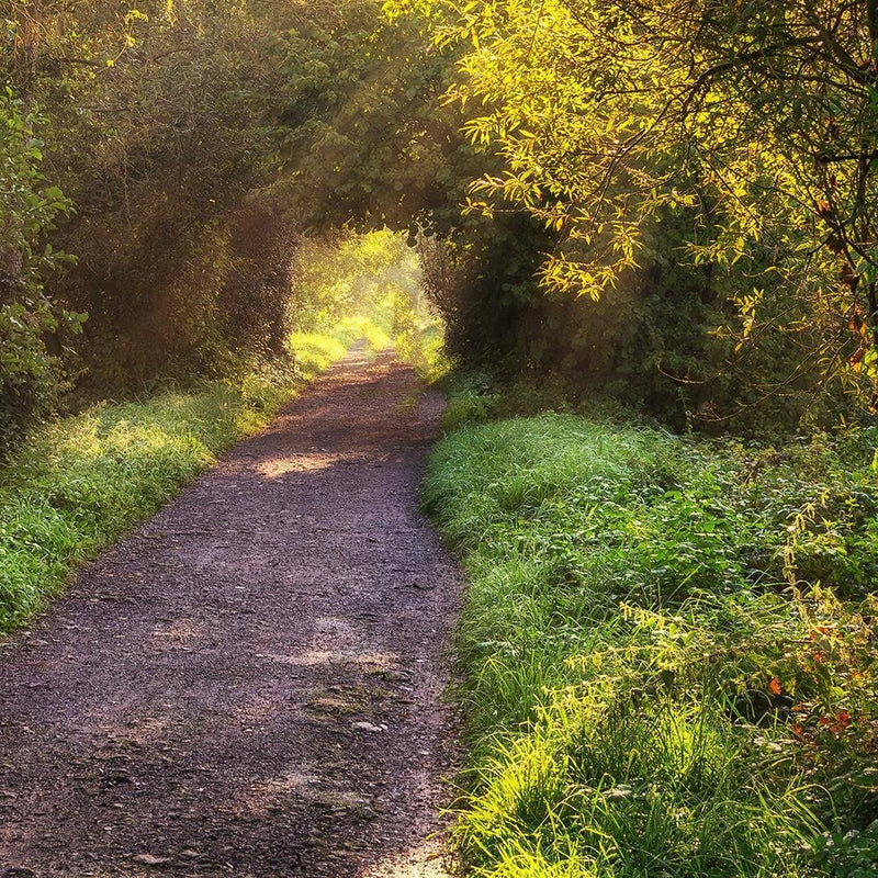 Glezna baltā rāmī - Path In Dense Forest 