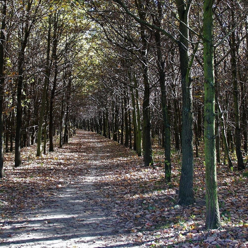 Glezna baltā rāmī - Forest Road 