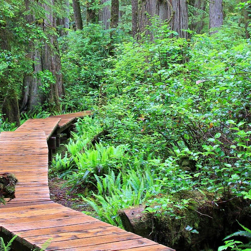 Glezna baltā rāmī - Footbridge In The Forest 