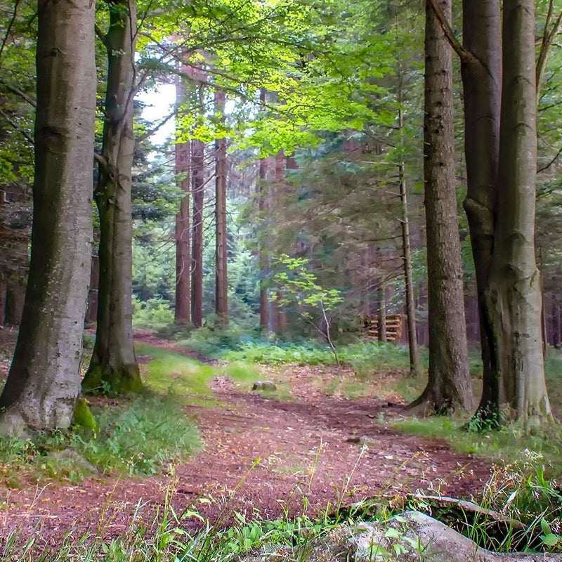 Glezna baltā rāmī - The Path In The Woods 