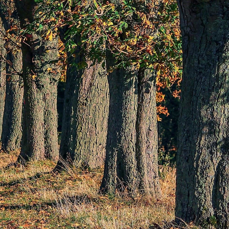 Glezna baltā rāmī - Trees In The Park In Autumn 