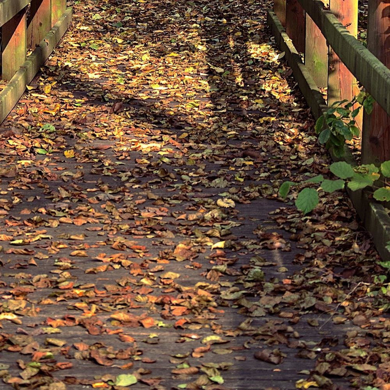 Glezna baltā rāmī - The Bridge In The Park 