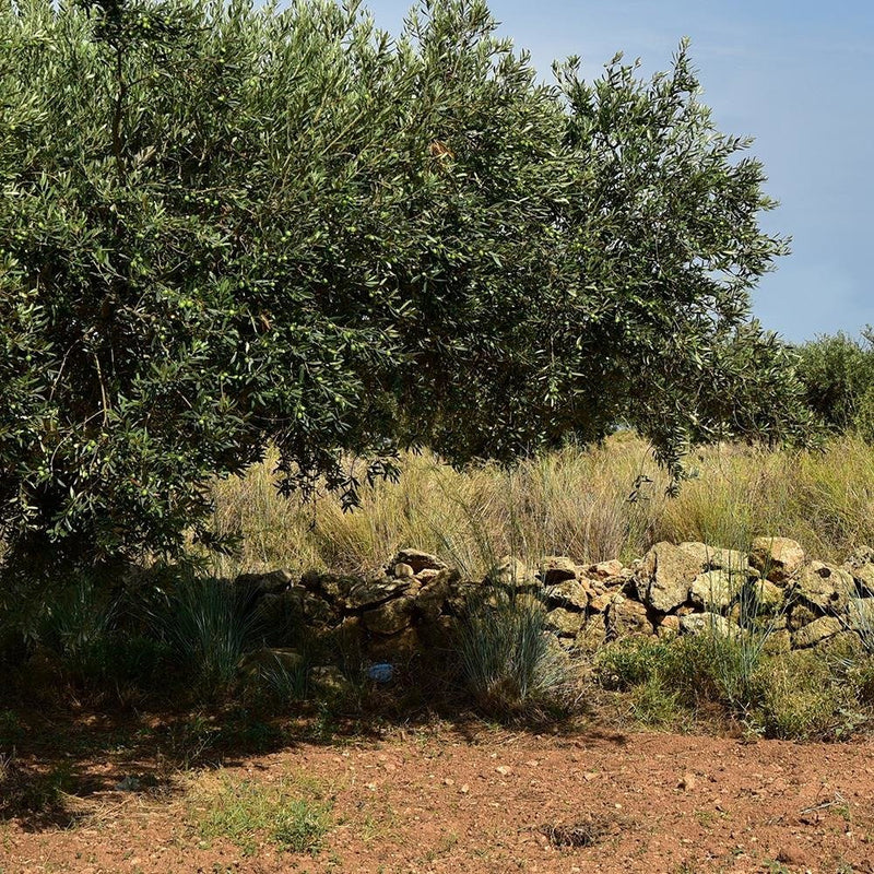 Glezna baltā rāmī - Green Tree 