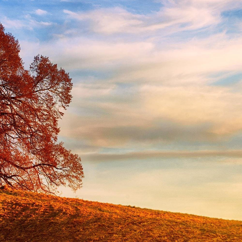 Glezna baltā rāmī - Tree On The Hill 