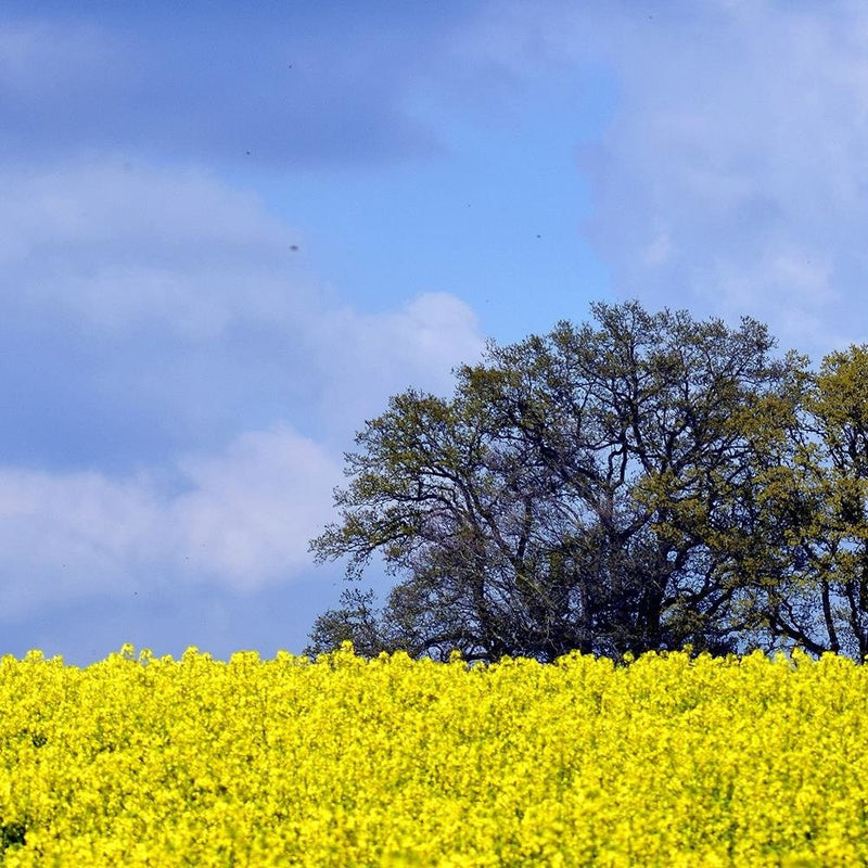 Glezna baltā rāmī - Rapeseed And Trees 