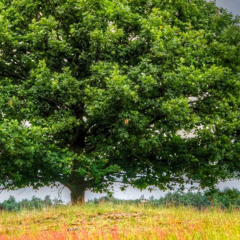 Glezna baltā rāmī - Tree Before The Storm 