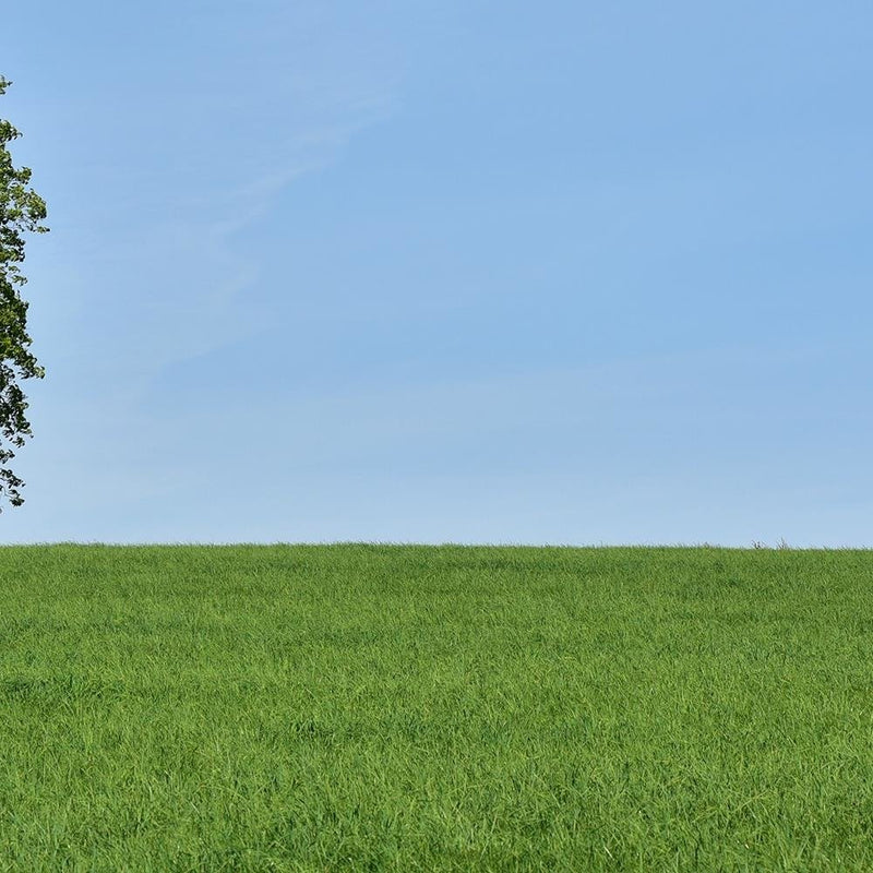 Glezna baltā rāmī - Tree On The Meadow 