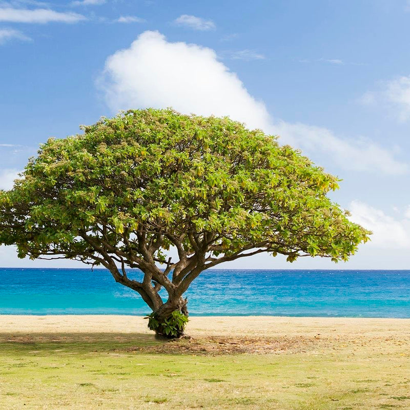 Glezna baltā rāmī - Tree On The Beach 