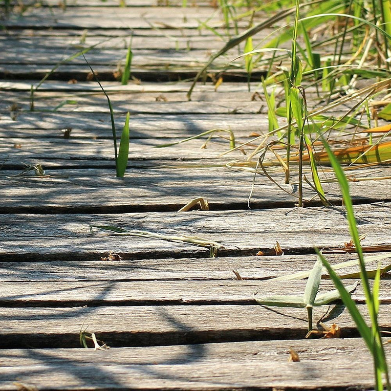 Glezna baltā rāmī - Old Bridge In The Reeds 