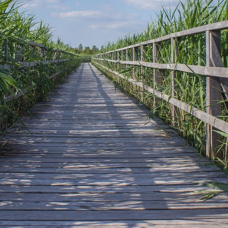 Glezna baltā rāmī - The Bridge In Green Reeds 