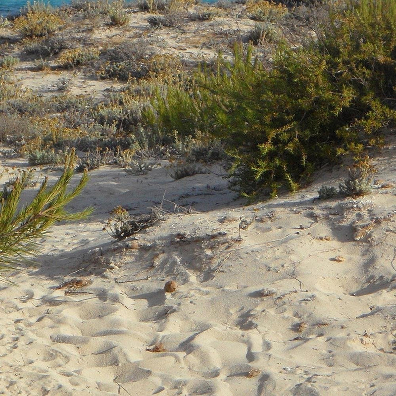 Glezna baltā rāmī - Dunes And Ship At Sea 