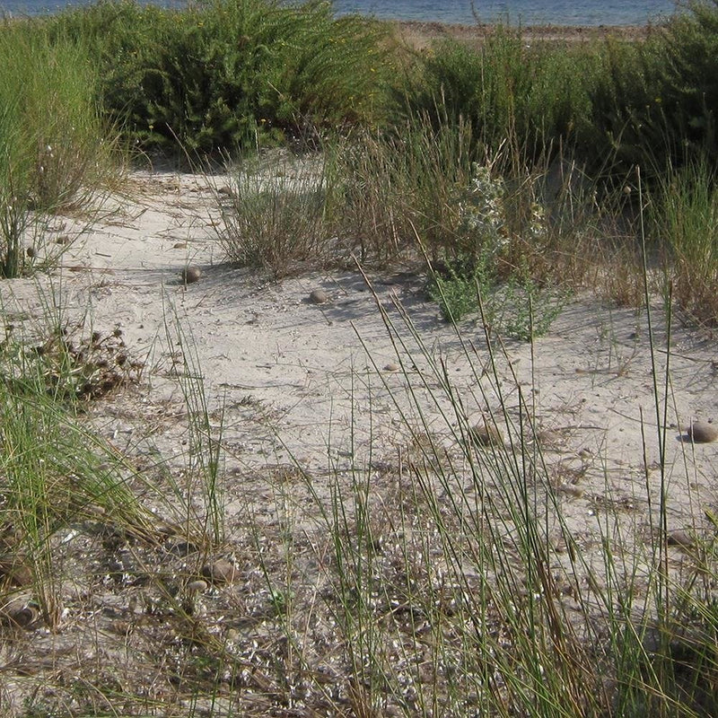 Glezna baltā rāmī - View Of The Dunes 