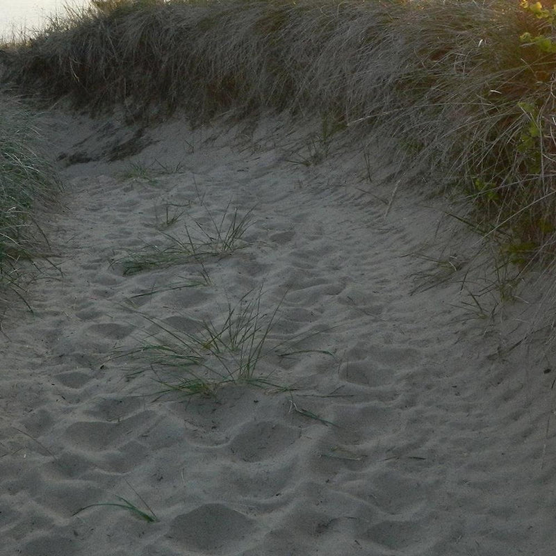 Glezna baltā rāmī - The Road To The Beach 