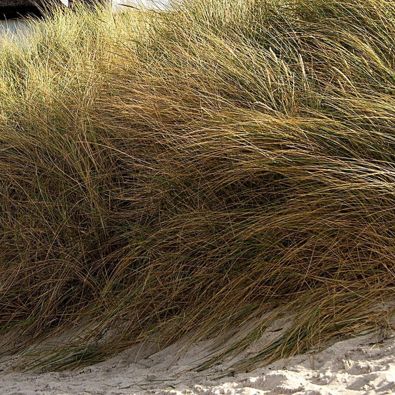 Glezna baltā rāmī - Sand Dunes On The Beach 