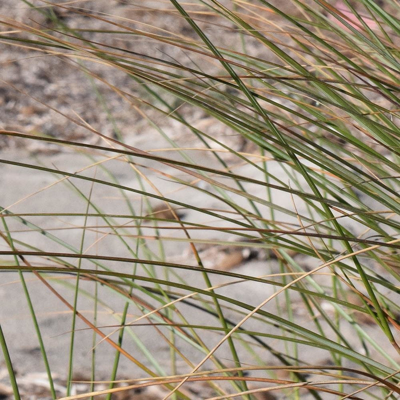 Glezna baltā rāmī - Sea Grass 