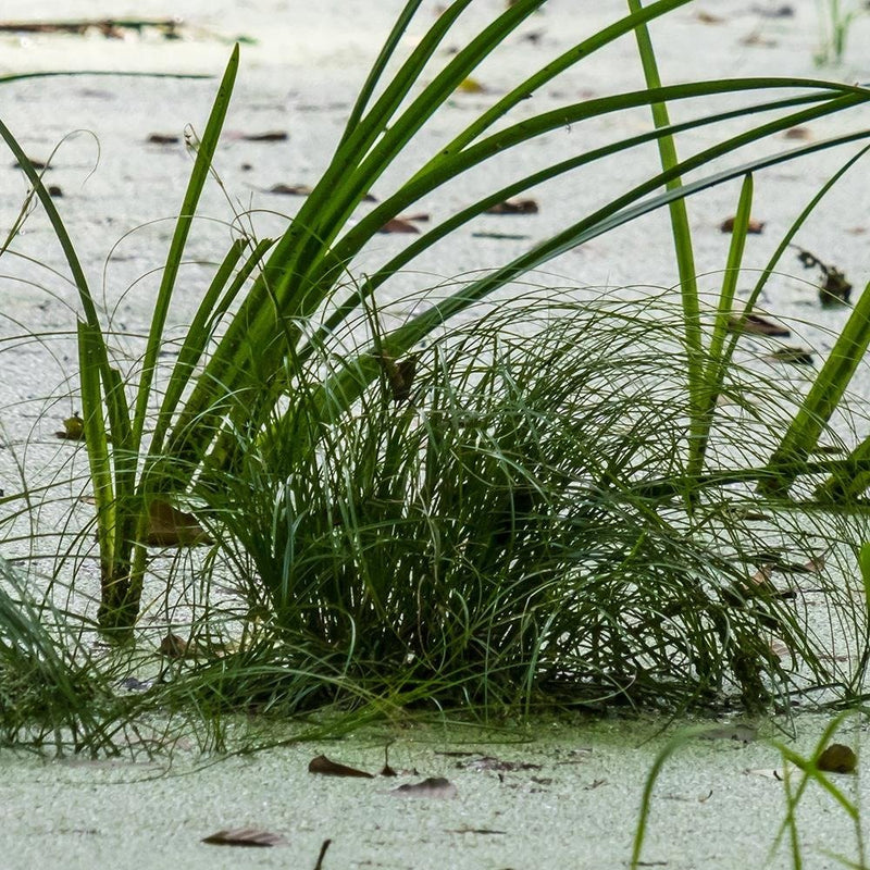 Glezna baltā rāmī - Grass On The Beach 