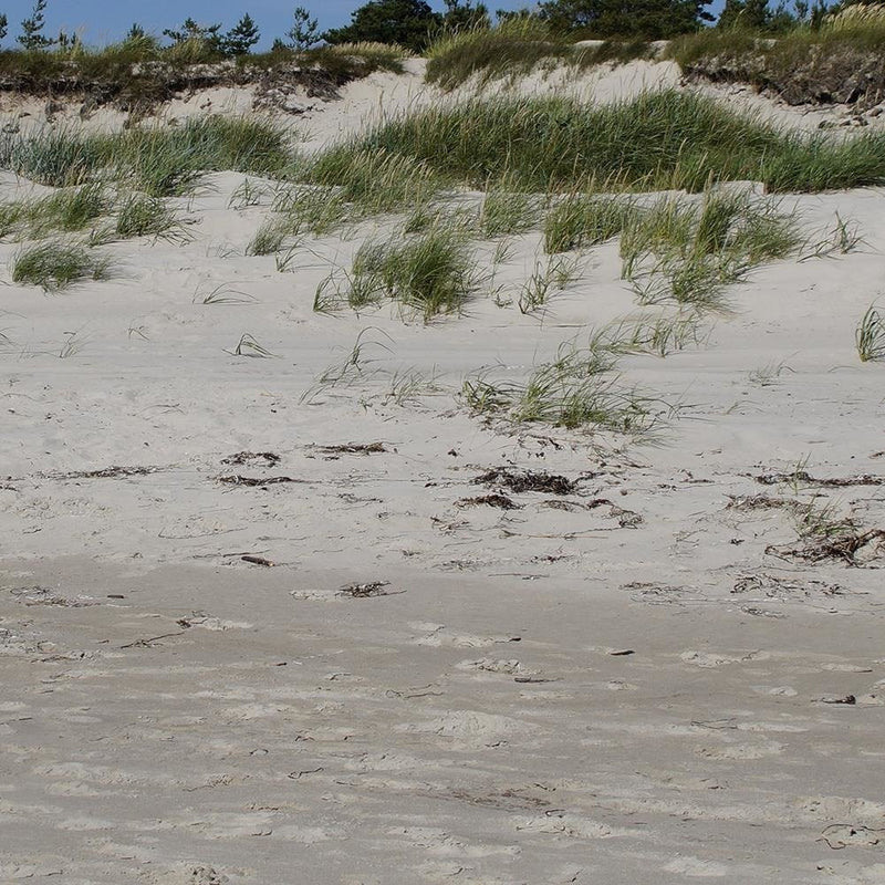 Glezna baltā rāmī - Beach And Dunes 