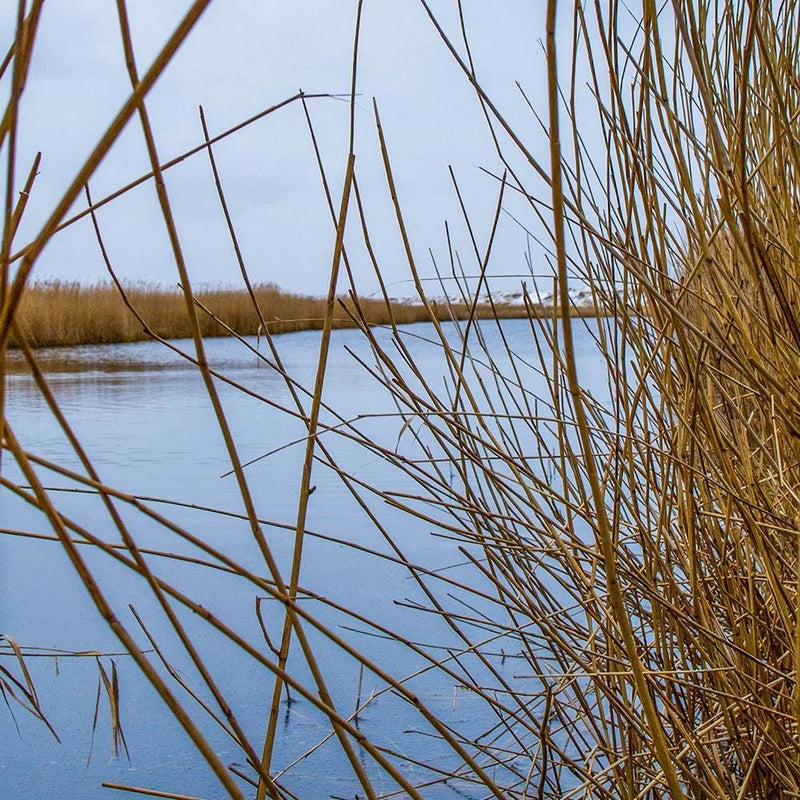 Glezna baltā rāmī - Cane On The Lake 