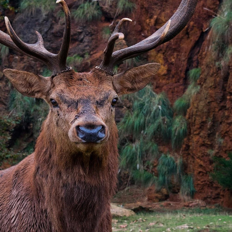 Glezna baltā rāmī - King Of The Forest 