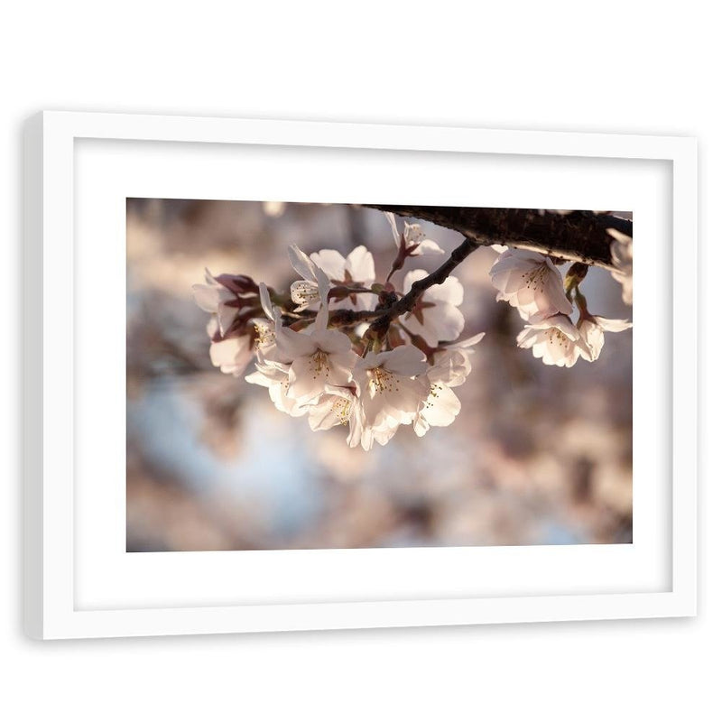 Glezna baltā rāmī - Flowering Cherry 