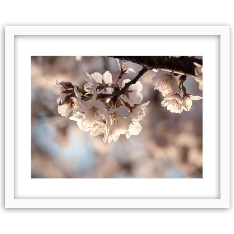 Glezna baltā rāmī - Flowering Cherry 