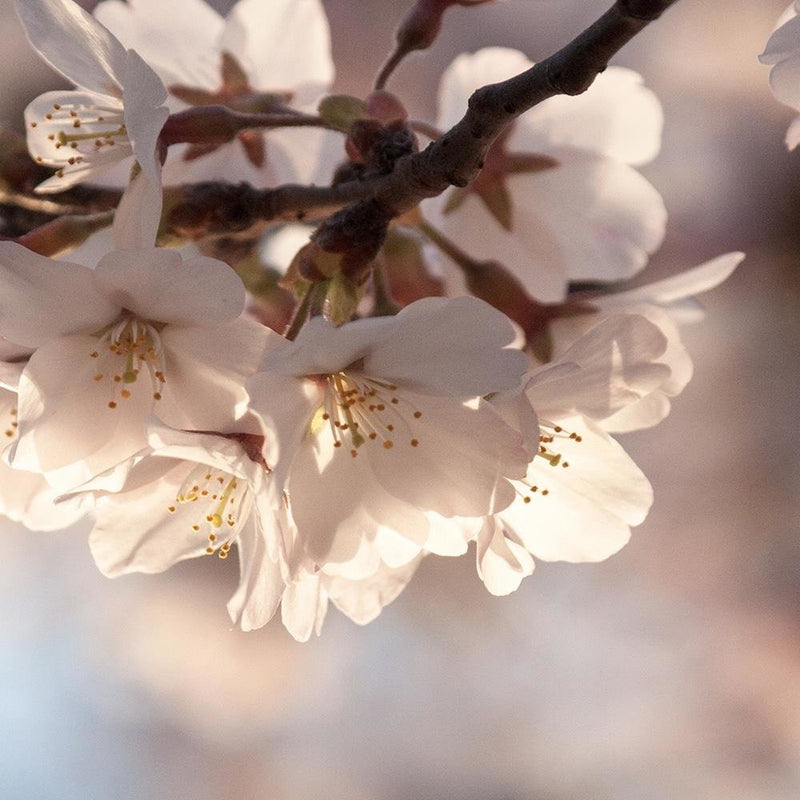 Glezna baltā rāmī - Flowering Cherry 