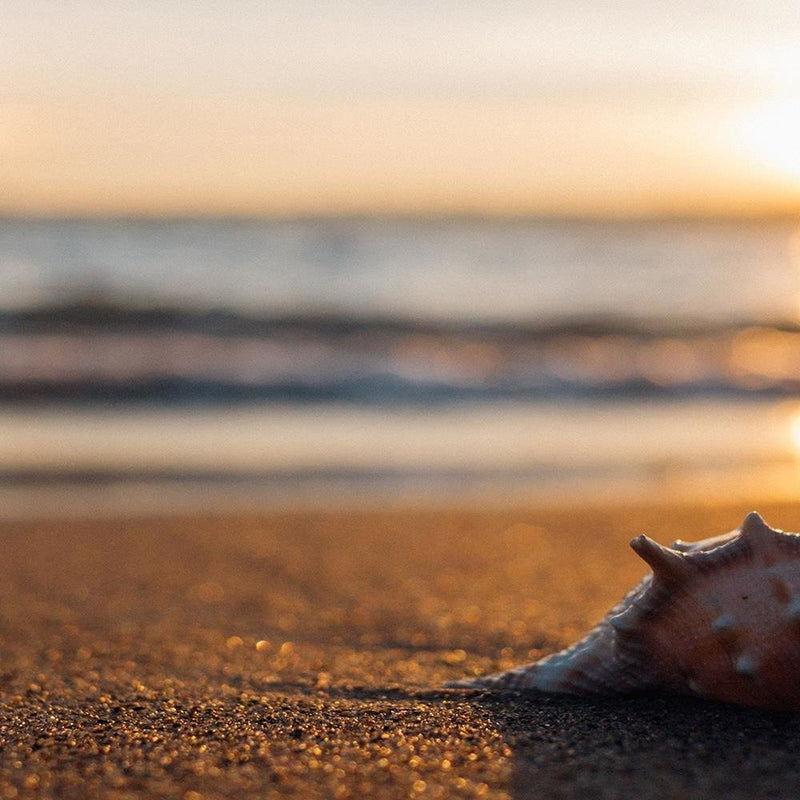 Glezna baltā rāmī - Scallop On The Beach 