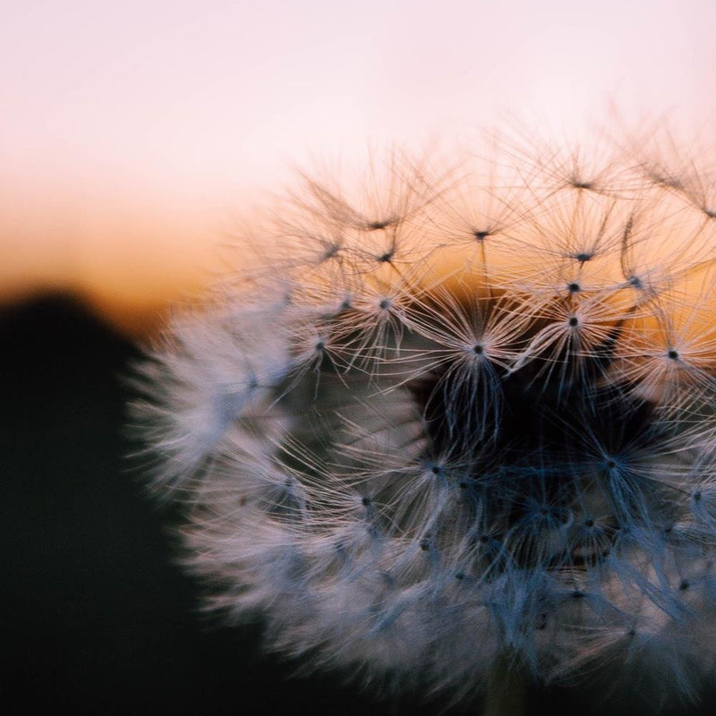 Glezna baltā rāmī - One Of Dandelion 