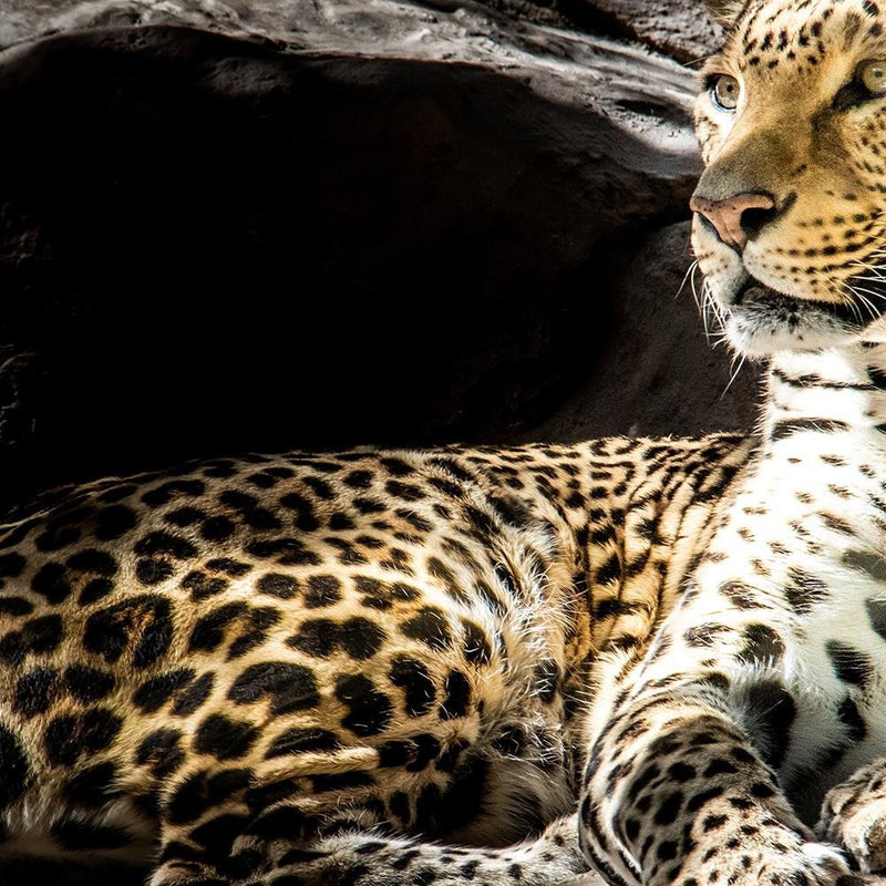 Glezna baltā rāmī - Leopard On The Rocks 