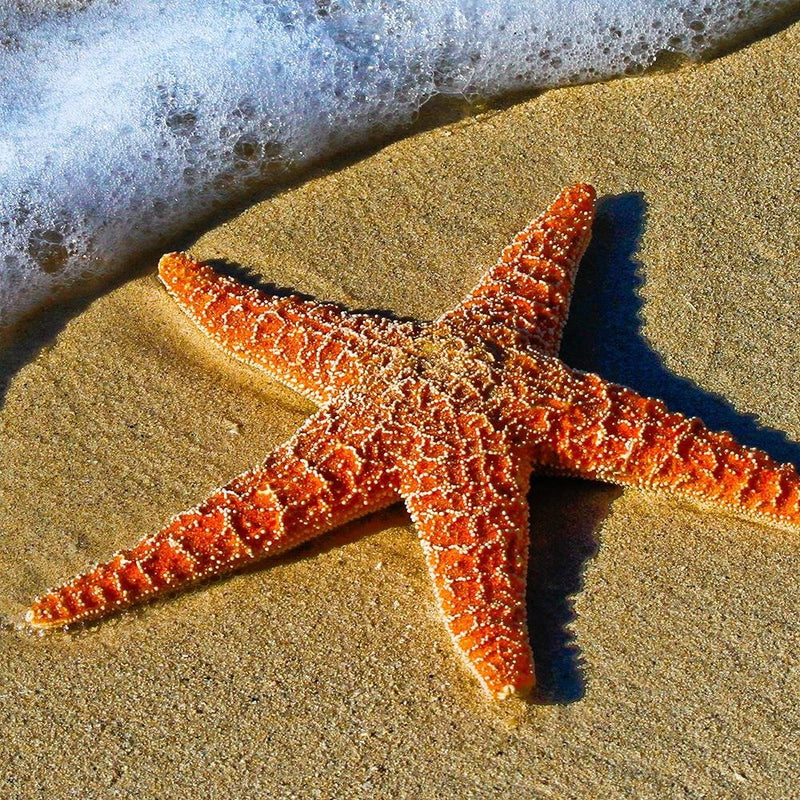 Glezna baltā rāmī - Orange Starfish 