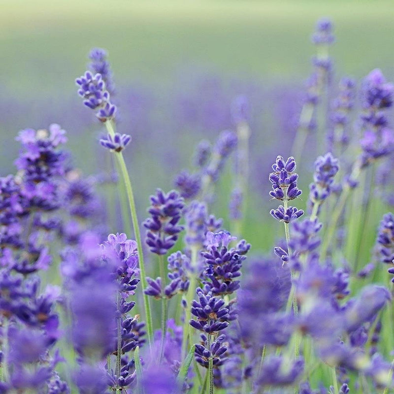 Glezna baltā rāmī - Lavender Fields 