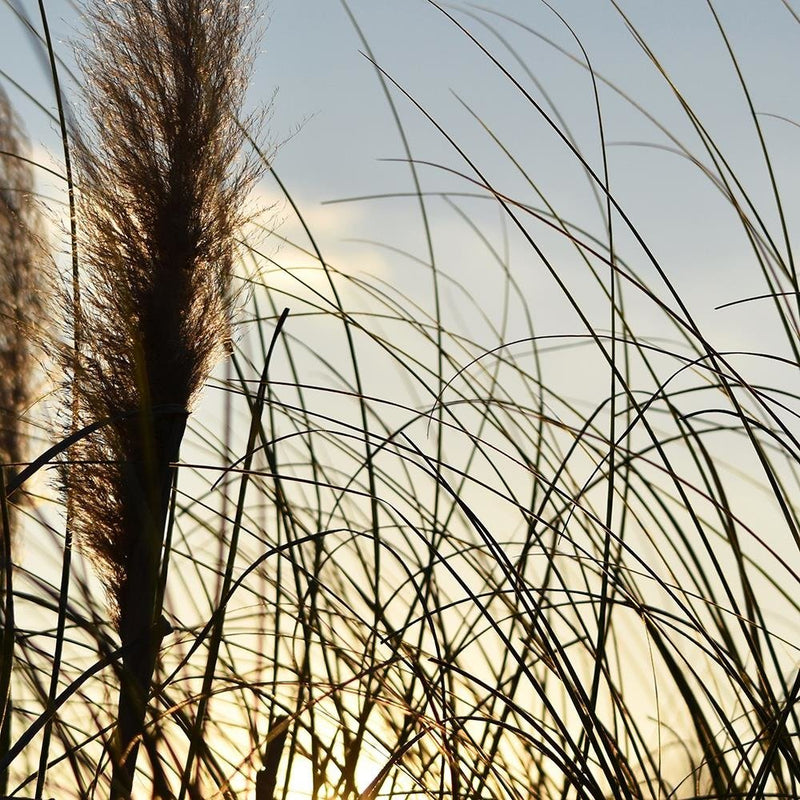 Glezna baltā rāmī - Reed In The Sun 