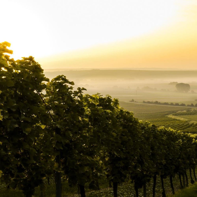 Glezna baltā rāmī - Green Vineyards 