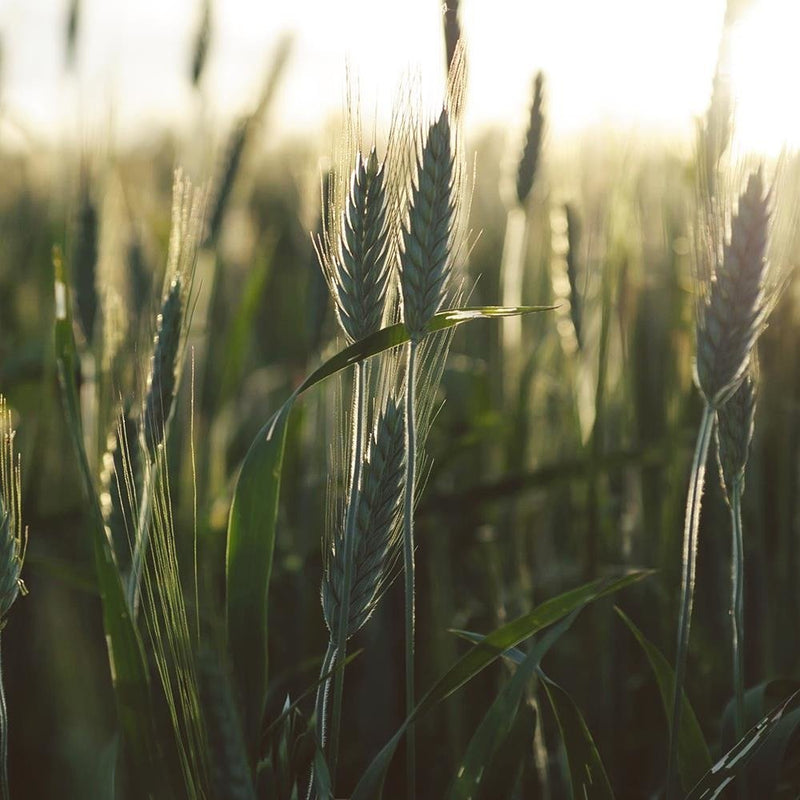 Glezna baltā rāmī - Cereal In The Sunshine 