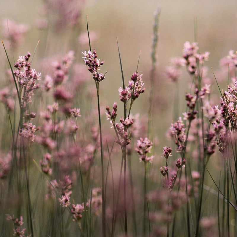 Glezna baltā rāmī - Pink Flower Field 